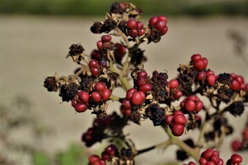 Colorful blackberries and soil background. Red and black blackberries and their green leaves with blurred see and yellow soil background.