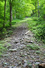 Rock slide in the forest at Taughannock Falls State Park. Sunlight shining through the trees.