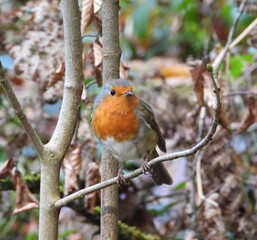 Robin