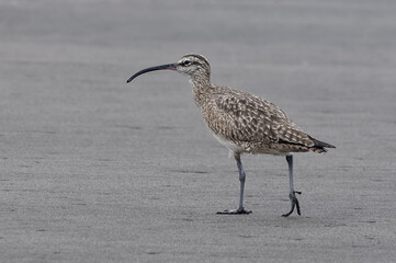 Whimbrel (Numenius phaeopus) at Tortuguero National Park, Costa Rica