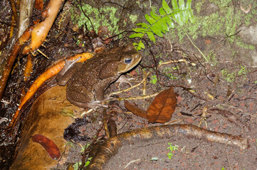 Cane toad (Bufo marinus) in Tortuguero National Park, Costa Rica