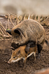 Fototapeta premium sex, mating season, animal, park, pig, wild boar, wild pig, wild standing, pork, portrait, predator, animal themes, aper, attack, brown, carnivorous, cute, dangerous, dark, european, fauna, field, for