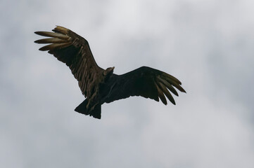 Black vulture (Coragyps atratus) flying at Tortuguero National Park, Costa Rica
