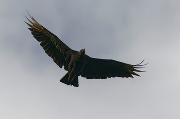 Black vulture (Coragyps atratus) flying at Tortuguero National Park, Costa Rica