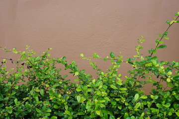 Concrete  wall  background  with  copy  space  in  Thailand.