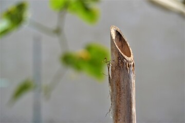 Reed angle cut. Closed up photo. Reedmace cut with 45 degree angle with blue red and green grape leaf background.