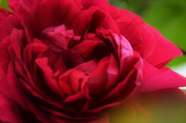 red rose closeup
