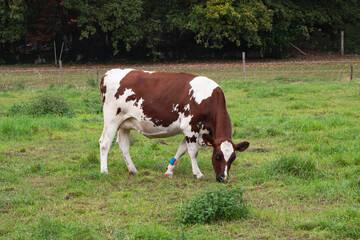Naklejka na ściany i meble Brown and white cow with a GPS tracker on her leg