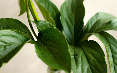 Green fresh homeplant selective focus, white color background. Green leaves.