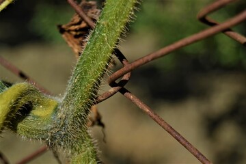 Green and prickly pumpkin branch. Close-up pumpkin branch and background blur and garden of oil trees