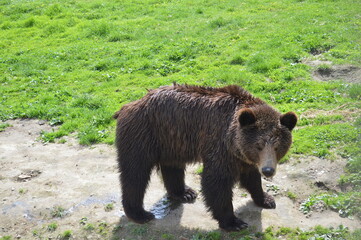brown bear in the wild