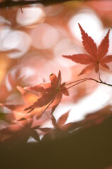 autumn leaves background