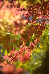red leaves