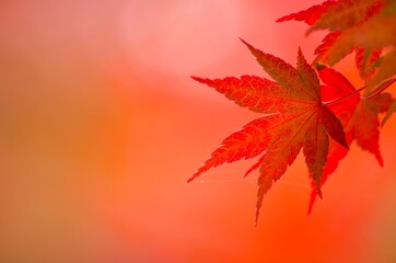 red maple leaves