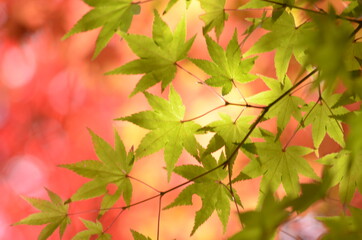autumn leaves background