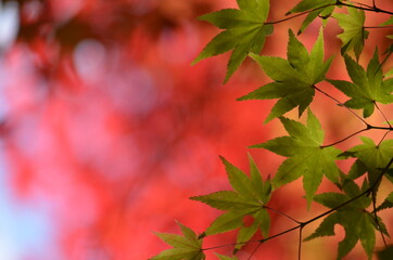 red maple leaves