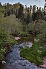 Small, calm countryside river flowing through forest.
