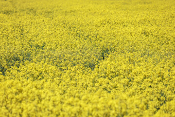 Yellow Raps Field near forest in Spring.