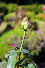 バラ 薔薇 蕾 つぼみ ばら園