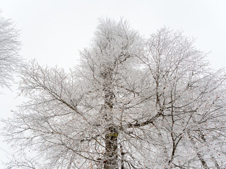 Branched tree covered with snow on the background of the sky in cloudy weather
