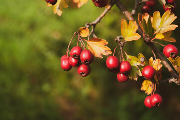 Obraz premium Red hawberry of Crataegus monogyna, known as hawthorn or single-seeded hawthorn.Autumn harvest