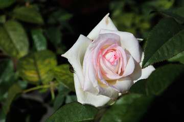 ピンク 薔薇 バラ ばら園 ローズ