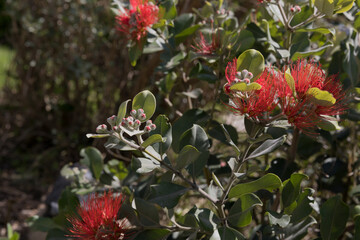 A beautiful garden plant with red flowers; it can be found in pots and also in Mediterranean hedges.