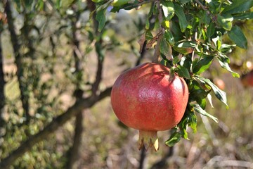 Pomegranate tree and blue sky. Groups of fresh and grow pomegranates in its tree in sunny day and blue sky.