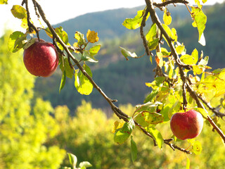 View of two apples in a tree with a mountain in the background