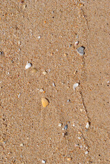 Close Up of Shells & Stones on Sandy Beach 