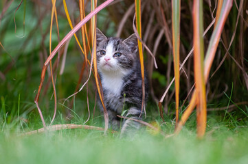 Babykatzen in ländlicher Umgebung