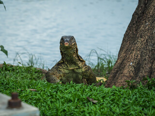 Lizard in wildlife in the park in Bangkok