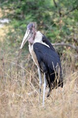 Marabou Stork