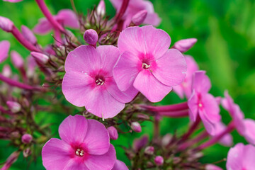 Fototapeta na wymiar Purple Phlox flowers on a green background. Hello summer