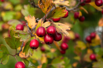 Red hawberry of Crataegus monogyna, known as hawthorn or single-seeded hawthorn.Autumn natural harvest
