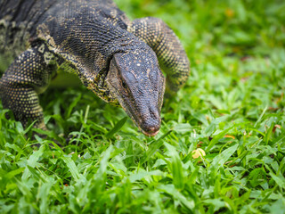 Lizard in wildlife in Bangkok