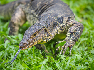 Lizard in wildlife in Bangkok