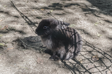 cute black rabbit