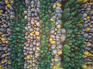 Aerial view of autumn colorful forest