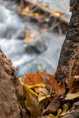 A view of a water cascade through damaged trunk of tree. The fall leaves on branch,  background the rocky creek at autumn forest.