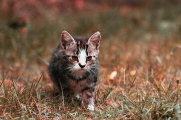 Babykatzen in ländlicher Umgebung