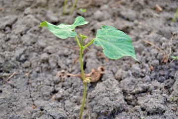 Small green sapling and black soil. The growth of a small bean seedling from the ground.