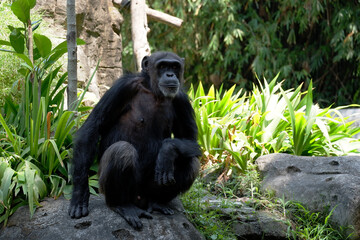 Frontal Portrait of a Young Chimpanzee Relaxing