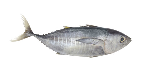 Tuna fish isolated on white
