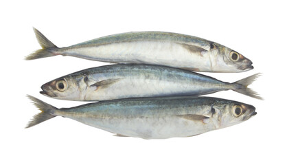 Round scad fish or mackerel scad isolated on white background