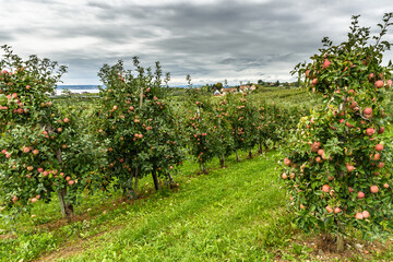 Fototapeta na wymiar Apfelplantage mit reifen, roten Äpfeln bei Hagnau am Bodensee, Baden-Württemberg, Deutschland