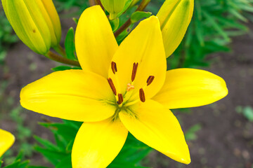Yellow Lily flower on a green background. Hello summer