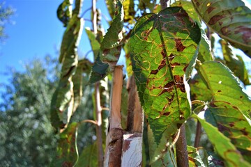 Half green and half dried plants. The fading green leaf. Green and yellow colors are together