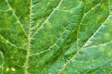 Half green and half dried plants. The fading green leaf. Green and yellow colors are together