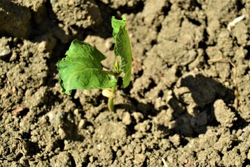 Small green sapling and black soil. The growth of a small bean seedling from the ground.
